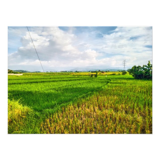 Green Rice Field Farm Photo Print (Front)