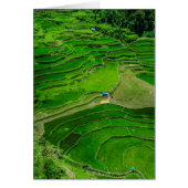 Green Rice terraces, Philippines (Front)