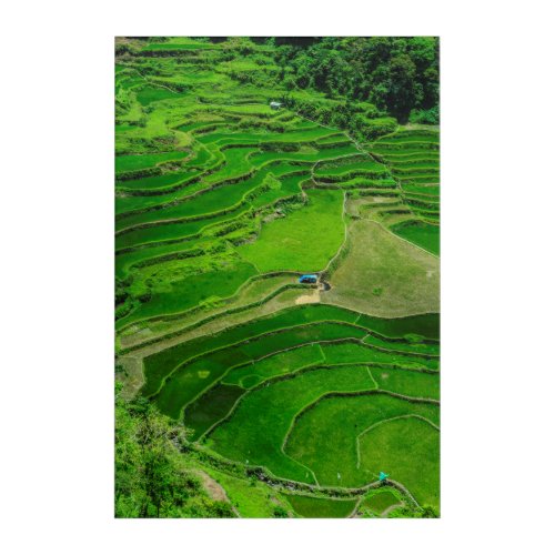 Green Rice terraces Philippines Acrylic Print
