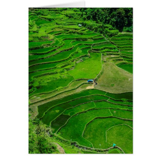 Green Rice terraces, Philippines Cards (Front)