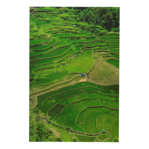 Green Rice terraces Philippines Wood Wall Decor