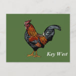 Green Rooster Key West Post Card