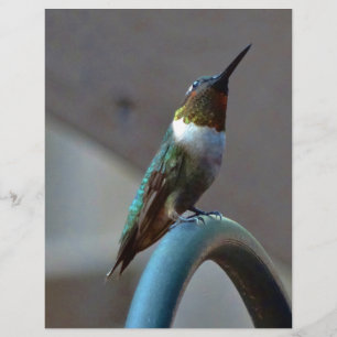 Green Ruby little Hummingbird