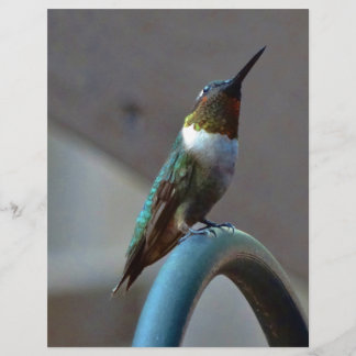 Green Ruby little Hummingbird