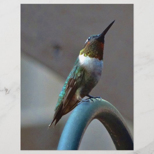 Green Ruby little Hummingbird (Front)