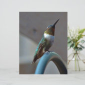 Green Ruby little Hummingbird (Standing Front)