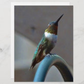 Green Ruby little Hummingbird (Front/Back)