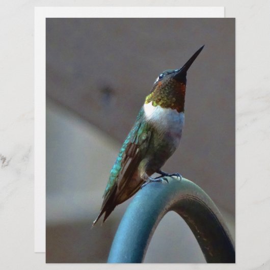 Green Ruby little Hummingbird (Front/Back)