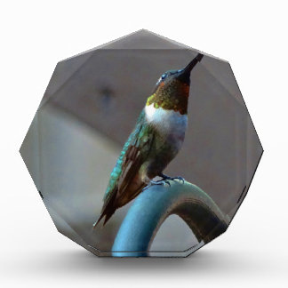 Green Ruby little Hummingbird Acrylic Award