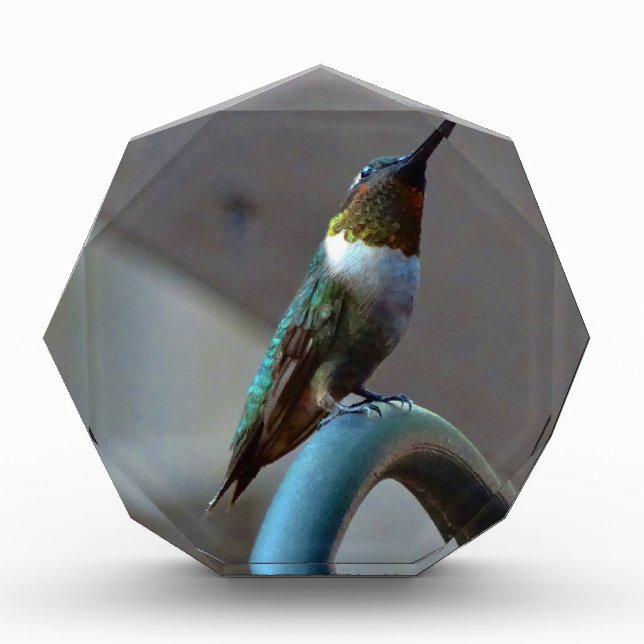 Green Ruby little Hummingbird Acrylic Award (Front)