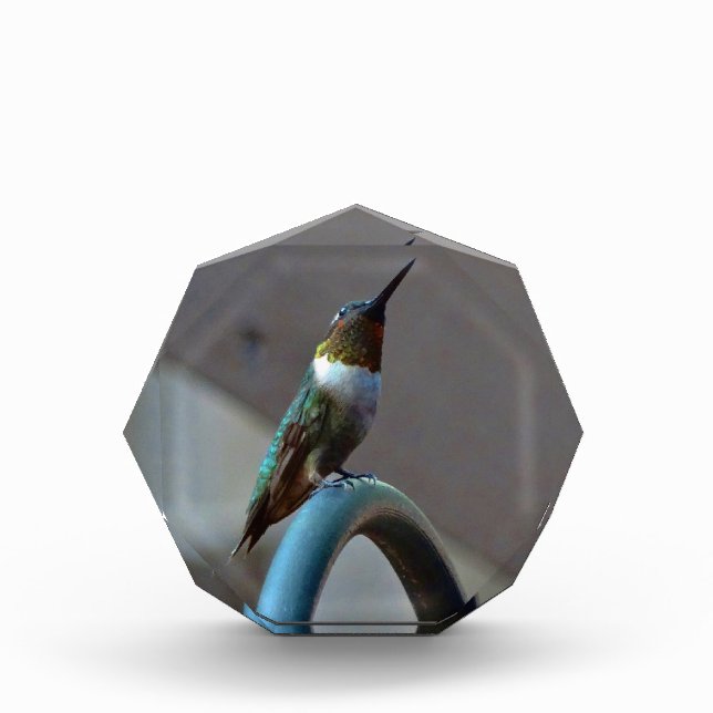 Green Ruby little Hummingbird Award (Front)