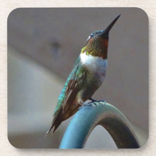 Green Ruby little Hummingbird Coaster