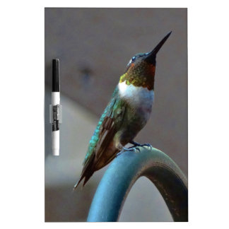 Green Ruby little Hummingbird Dry Erase Board