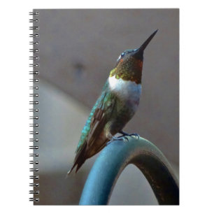 Green Ruby little Hummingbird Notebook