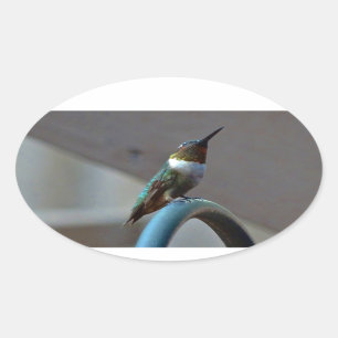Green Ruby little Hummingbird Oval Sticker