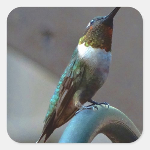 Green Ruby little Hummingbird Square Sticker