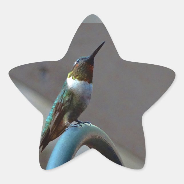 Green Ruby little Hummingbird Star Sticker (Front)