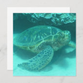 Green Sea Turtle (Front/Back)