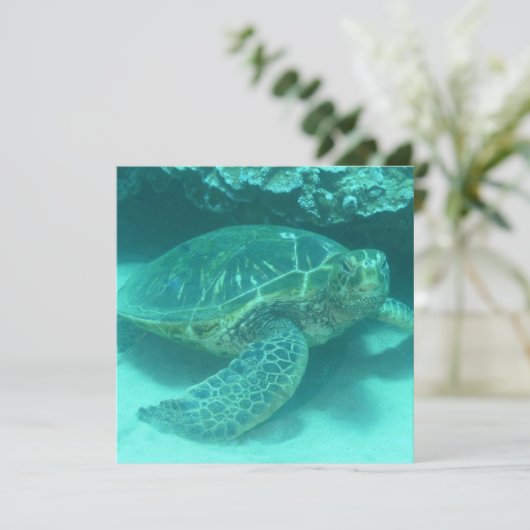 Green Sea Turtle (Standing Front)