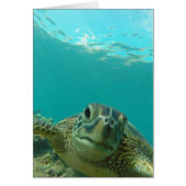 Green Sea Turtle (Front)