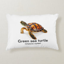 Green sea turtle 