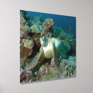 Green Sea Turtle after resting among coral reef Foam Core Photo Tile