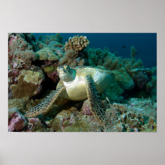Green Sea Turtle after resting among coral reef |  Poster