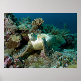 Green Sea Turtle after resting among coral reef |  Poster