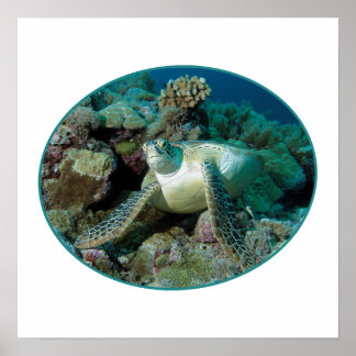 Green Sea Turtle at corals - Photographic Design | Poster