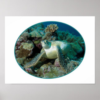 Green Sea Turtle at corals - Photographic Design | Poster
