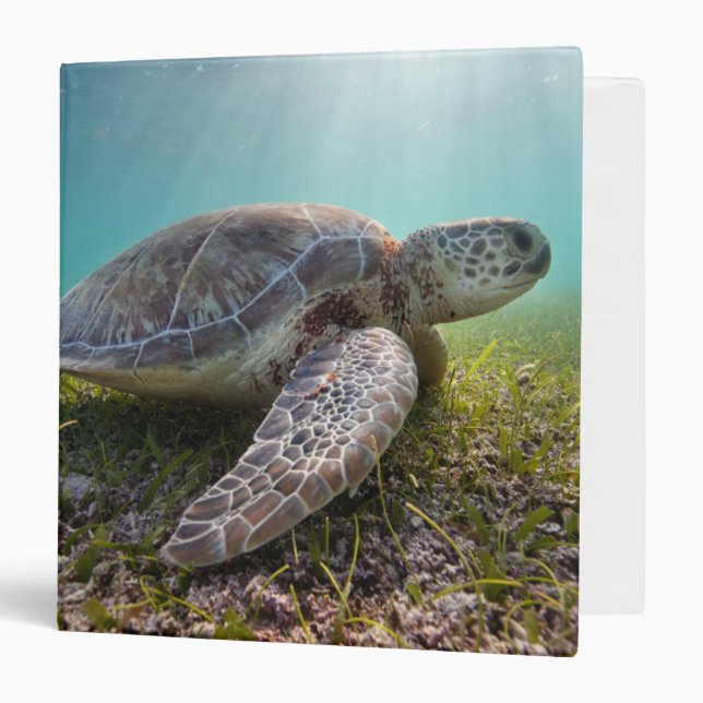 Green Sea Turtle At Dusk | Akumal Bay 3 Ring Binder (Front/Inside)