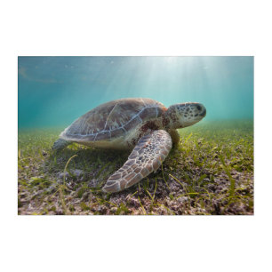 Green Sea Turtle At Dusk Akumal Bay Acrylic Print