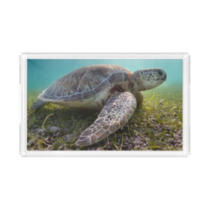 Green Sea Turtle At Dusk Akumal Bay Acrylic Tray