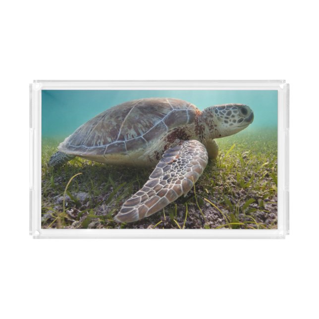 Green Sea Turtle At Dusk | Akumal Bay Acrylic Tray (Front)