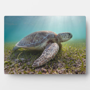 Green Sea Turtle At Dusk   Akumal Bay Plaque