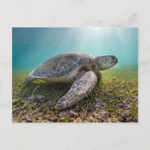 Green Sea Turtle At Dusk   Akumal Bay Postcard