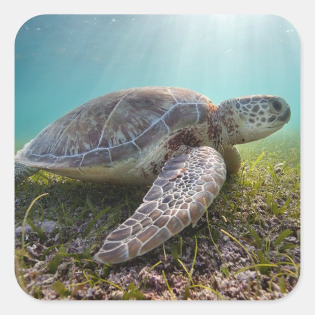 Green Sea Turtle At Dusk | Akumal Bay Square Sticker (Front)