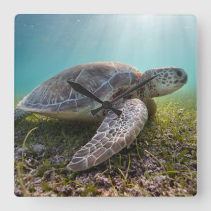 Green Sea Turtle At Dusk   Akumal Bay Square Wall Clock