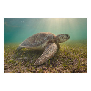 Green Sea Turtle At Dusk Akumal Bay Wood Wall Decor