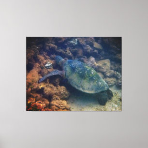 Green Sea Turtle Canvas Print