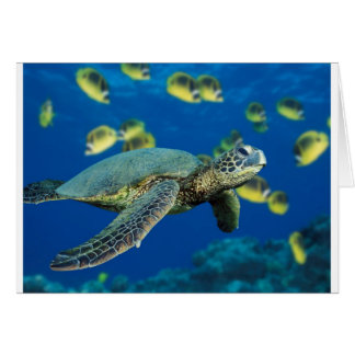 Green Sea Turtle Cards