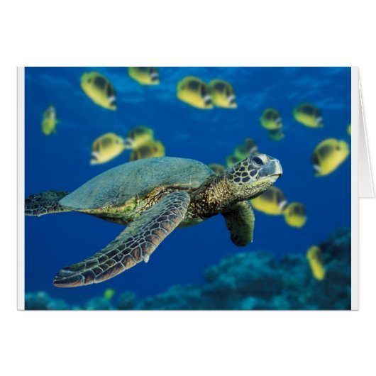 Green Sea Turtle Cards (Front Horizontal)