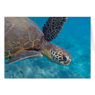 Green Sea Turtle Cards
