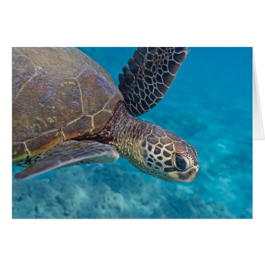 Green Sea Turtle Cards (Front Horizontal)