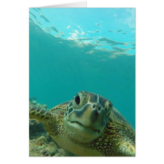 Green Sea Turtle Cards (Front)