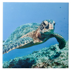 Green Sea Turtle  Ceramic Tile