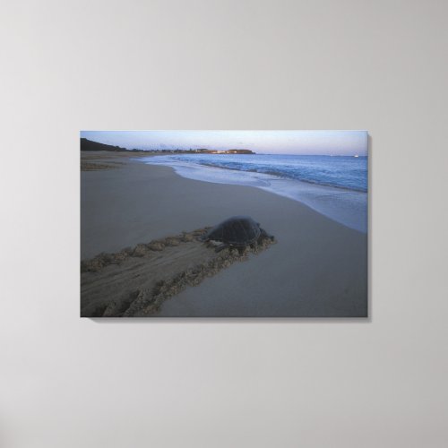 Green Sea Turtle Chelonia mydas female Canvas Print