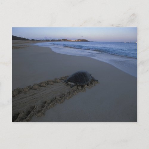 Green Sea Turtle Chelonia mydas female Postcard
