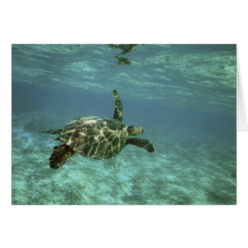 Green Sea Turtle Chelonia mydas Kona Coast