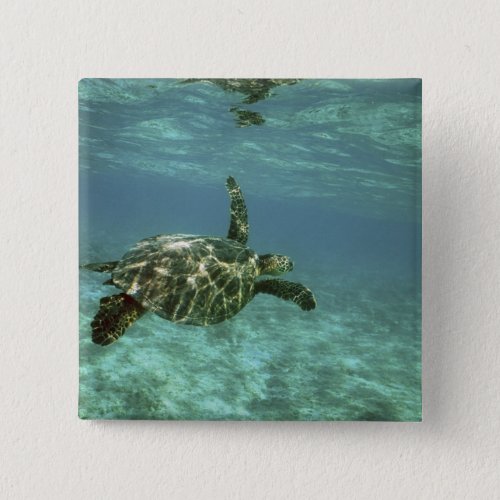 Green Sea Turtle Chelonia mydas Kona Coast Button